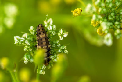 Close-up of insect on flower