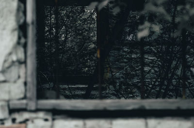 Close-up of bare tree in forest