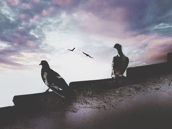 Low angle view of silhouette birds perching on pole against sky