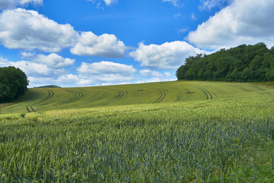 Scenic view of agricultural field against sky