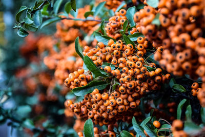 Close-up of fruits growing on plant