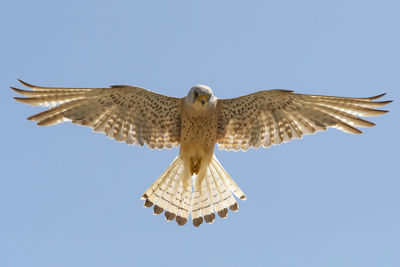 Low angle view of bird flying against clear sky