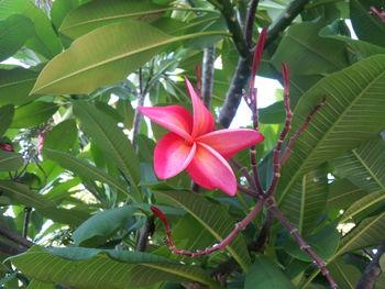 Close-up of pink flower