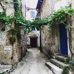 Ivy plants growing in alley amidst buildings