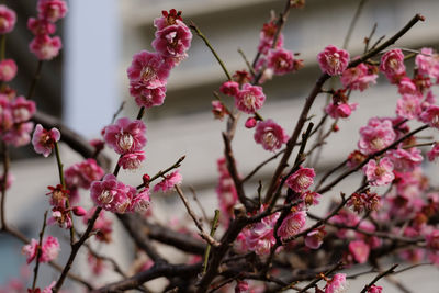 Close-up of pink plum blossom