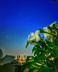 Low angle view of flower tree against blue sky
