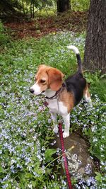 Dog on flower plants