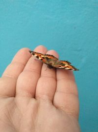 Close-up of hand holding insect