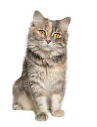 Portrait of cat sitting against white background
