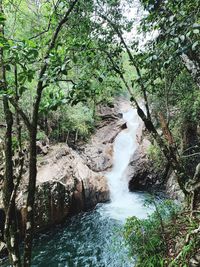 Scenic view of river flowing amidst trees in forest