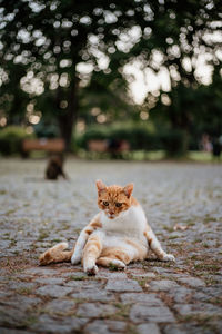 Portrait of cat relaxing on a tree