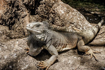 View of lizard on rock