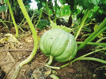 Close-up of fresh vegetables on field