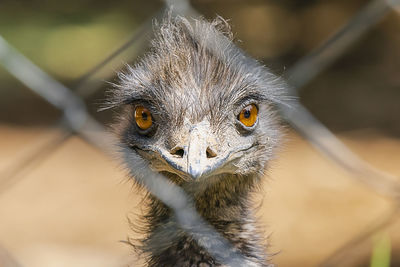 Close-up of ostrich bird