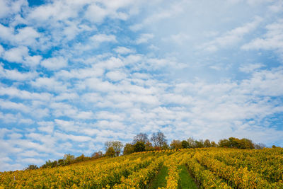 Fleecy clouds over a vineyard in autumn with yellow vines