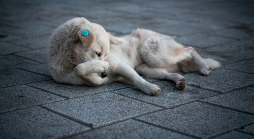 Stray dog alone in the street