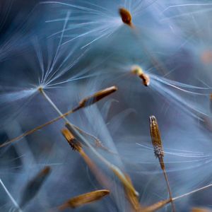 The dandelion flower