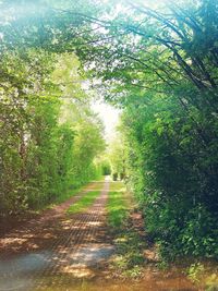 Road amidst trees in forest