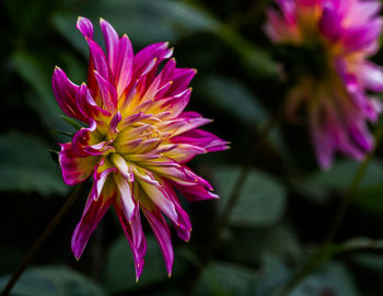 Close-up of pink flower blooming outdoors