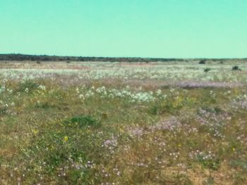 Scenic view of field against clear sky