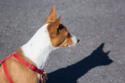 Close-up of dog outdoors