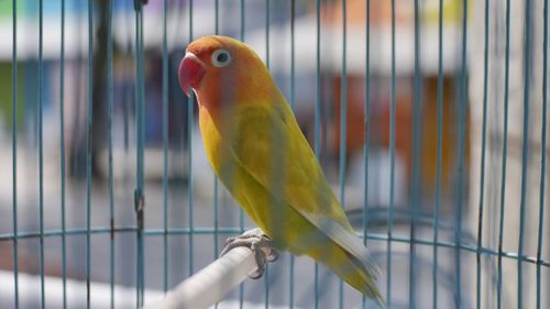 Close-up of parrot in cage