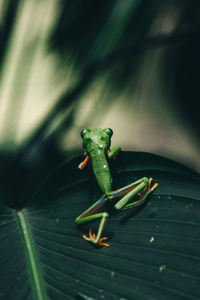 Close-up of green frog on leaf