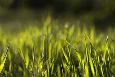 Close-up of fresh green plants on field