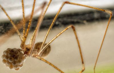 Close-up of insect