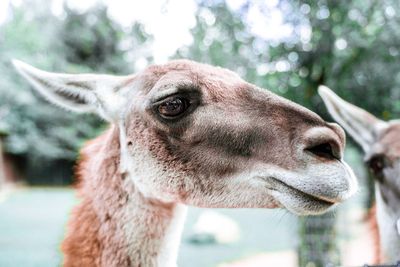 Close-up of a horse