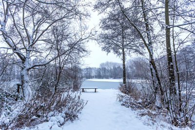 Bare trees on snow covered landscape