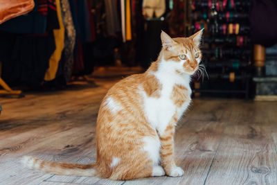 Side view of cat sitting on hardwood floor in store