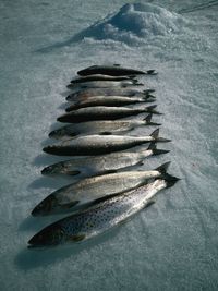 High angle view of fish on ice