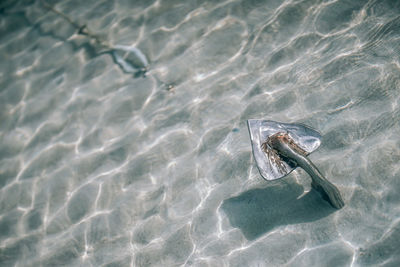 High angle view of fish swimming in sea