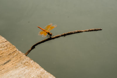 Close-up of insect on leaf