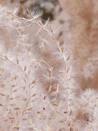 Close-up of dandelion on plant