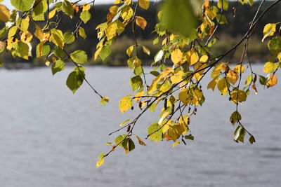 Close-up of leaves on branch against blurred background