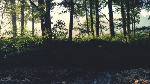 Trees in forest against sky