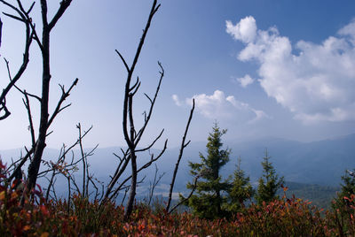 Plants growing on land against sky