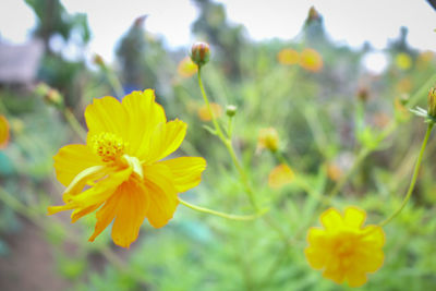 Close-up of yellow flowers blooming outdoors