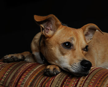 Close-up of dog relaxing at home