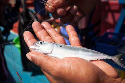 Cropped image of hand holding fish