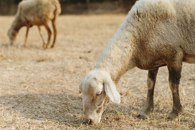 Sheep grazing in a field