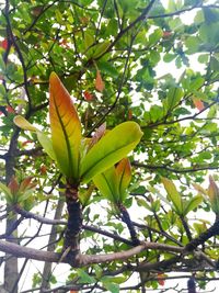 Low angle view of flowering plant on tree