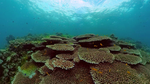 undersea