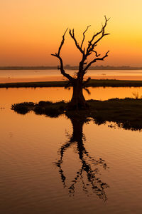 Bare tree at beach during sunset