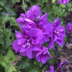 Close-up of purple flowering plant