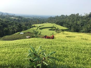 Scenic view of grassy field