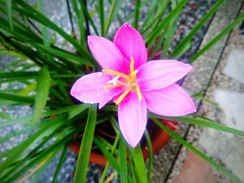 High angle view of pink flower blooming outdoors