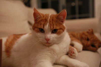 Portrait of ginger cat